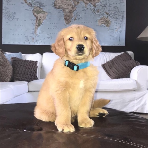 Meet your Posher, Kelley - Picture 1 of 1